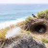Paille-en-queue, tec-tec, pétrel de Barau : où croiser les oiseaux endémiques sans les effaroucher