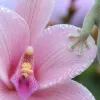 Voyager au rythme des fleurs de La Réunion : un art de vivre entre faune et flore endémiques