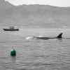 Sortie en mer pour les baleines en 2026 : les règles d'approche et les opérateurs qui jouent le jeu