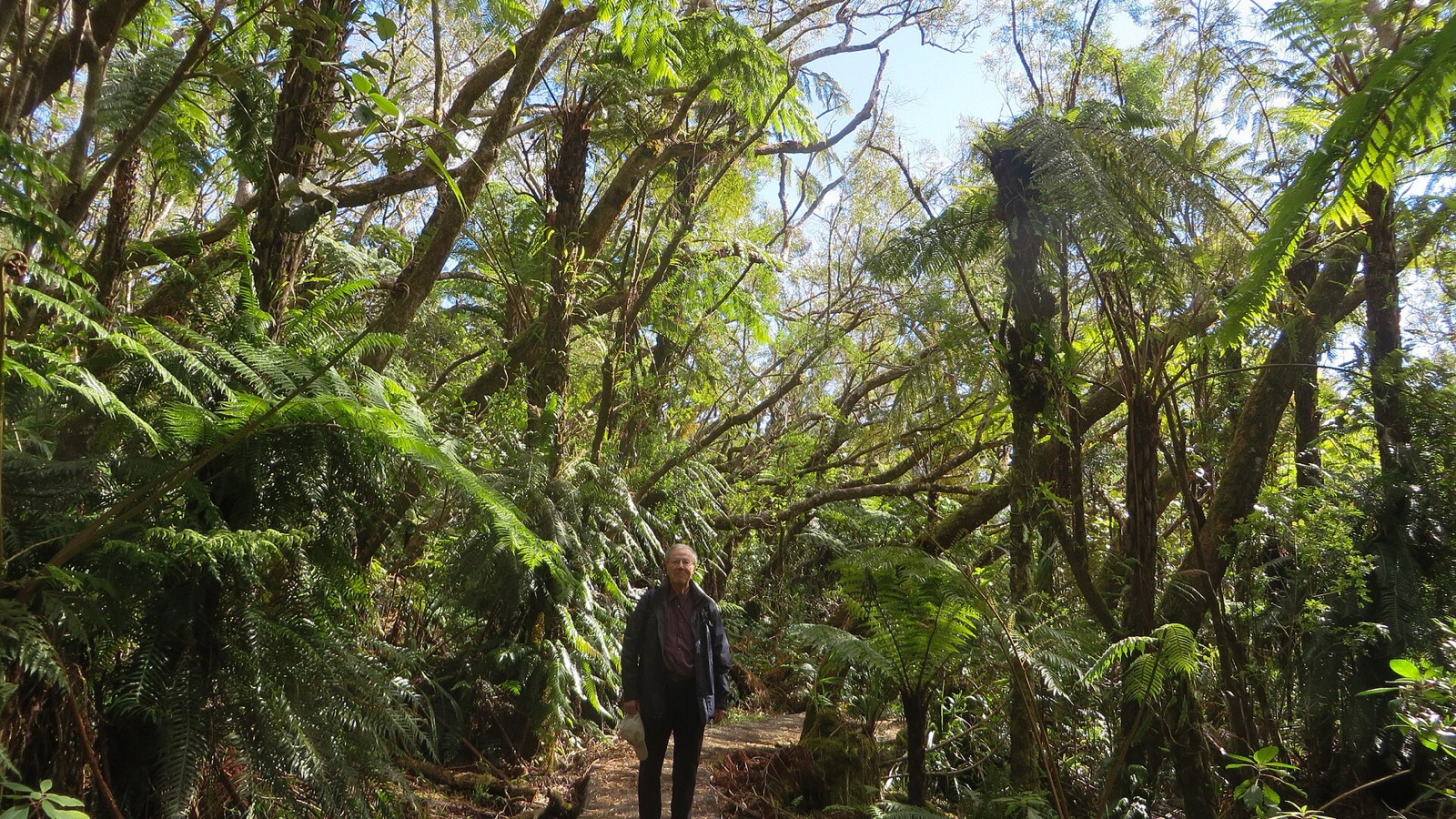 Sentier dans la forêt de Bélouve, tamarins des Hauts et fougères arborescentes