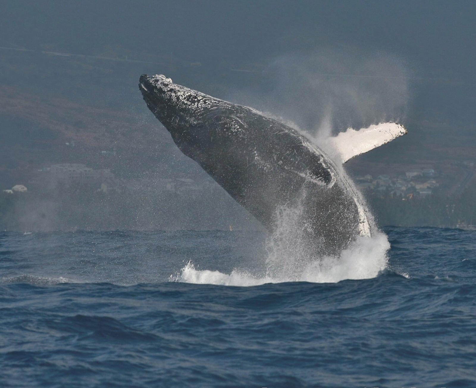 Saut d'une baleine à bosse dans la baie de Saint-Gilles, à La Réunion